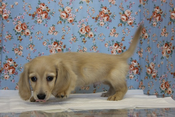 ミニチュアダックス