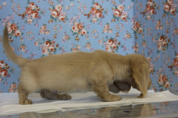 ミニチュアダックス