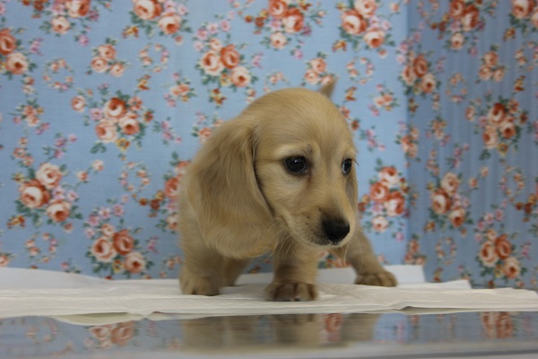 ミニチュアダックス