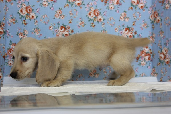 ミニチュアダックス