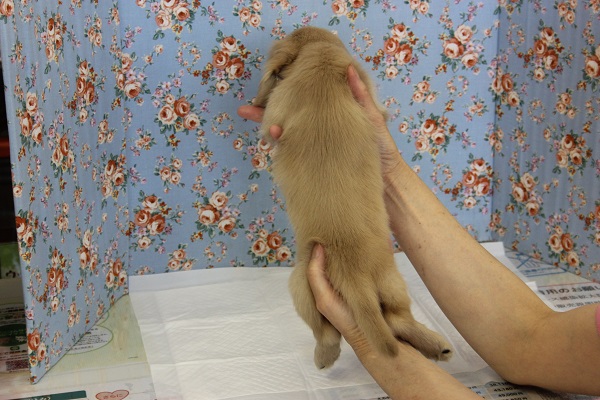 ミニチュアダックス