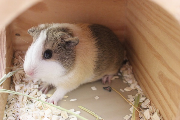 イングリッシュモルモット