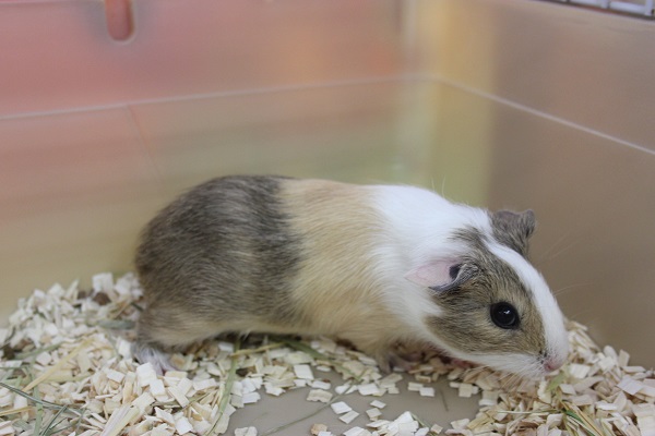 イングリッシュモルモット