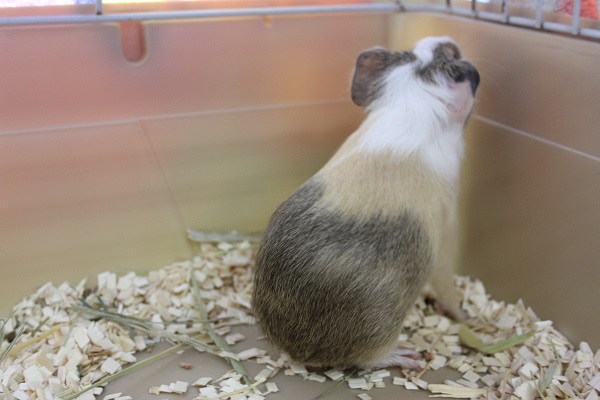 イングリッシュモルモット