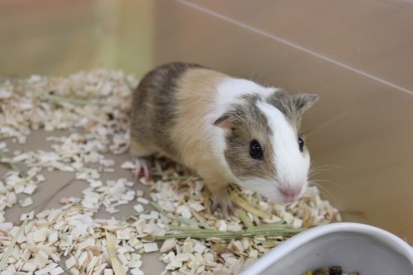 イングリッシュモルモット