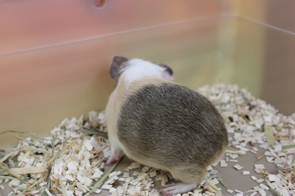 イングリッシュモルモット