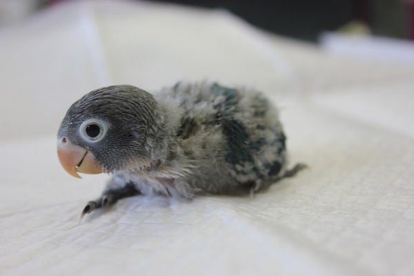 ブルーボタンインコ