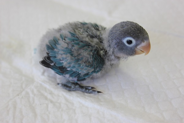 ブルーボタンインコ