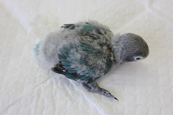 ブルーボタンインコ