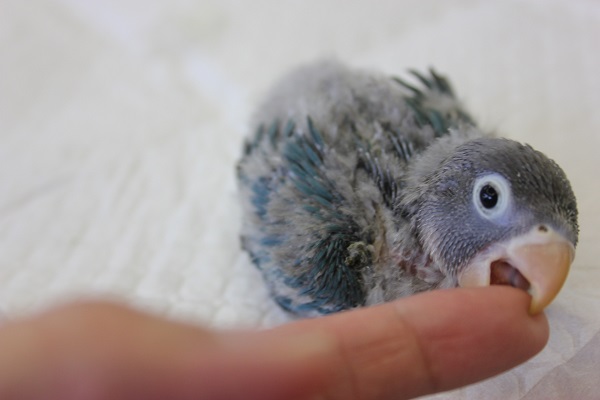 ブルーボタンインコ