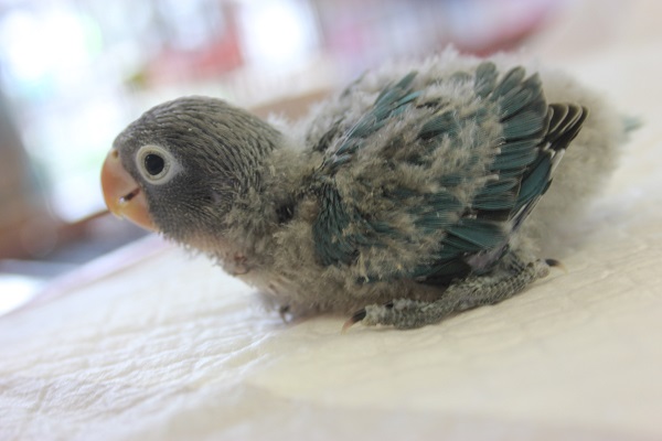 ブルーボタンインコ