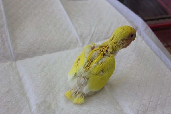 コザクラインコ（小桜インコ）