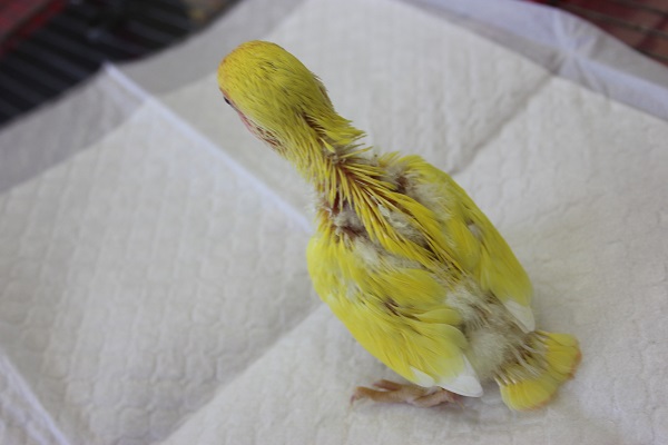 コザクラインコ（小桜インコ）