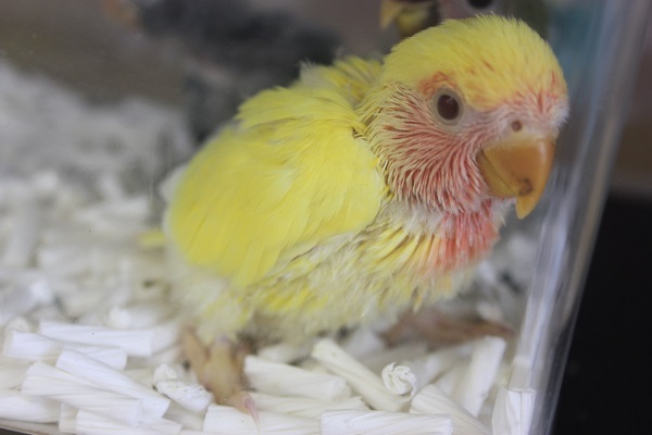 コザクラインコ（小桜インコ）