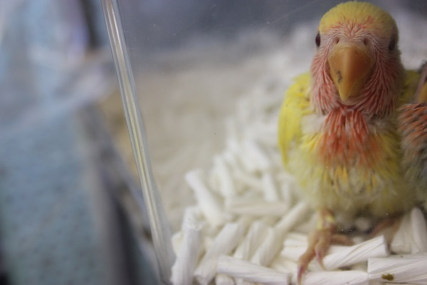 コザクラインコ（小桜インコ）