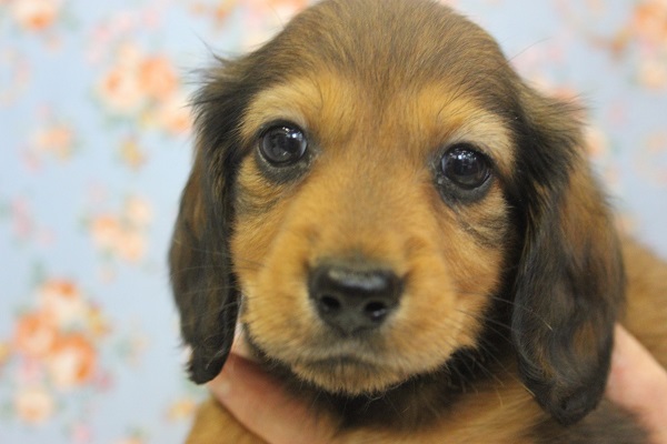 カニンヘンダックス