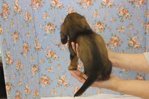 カニンヘンダックス