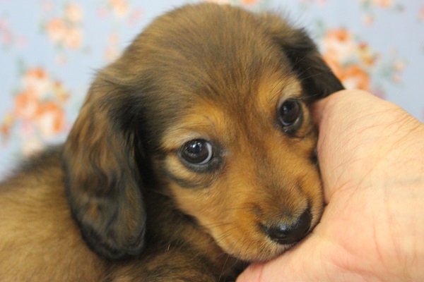 カニンヘンダックス