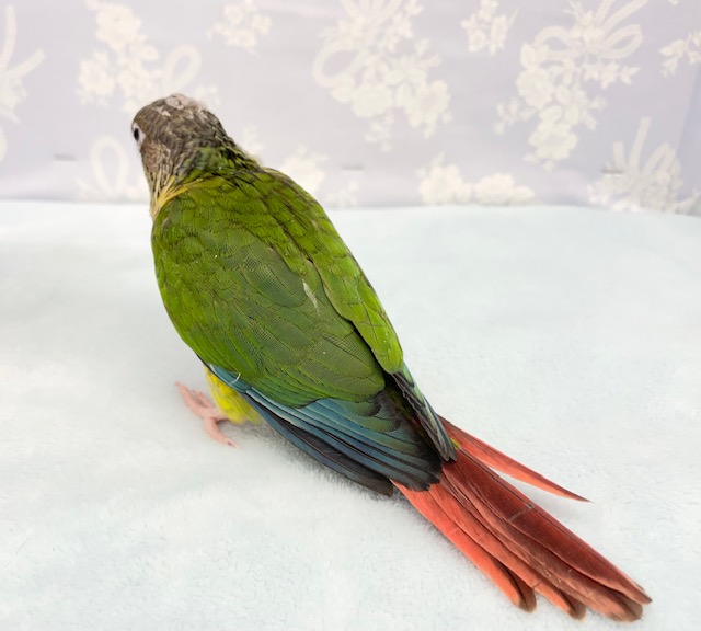 そこそこ💛ワキコガネウロコインコ 2022年3月生まれ ワキコガネウロコインコ