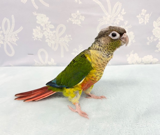 そこそこ💛ワキコガネウロコインコ 2022年3月生まれ ワキコガネウロコインコ