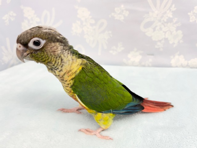 そこそこ💛ワキコガネウロコインコ 2022年3月生まれ ワキコガネウロコインコ