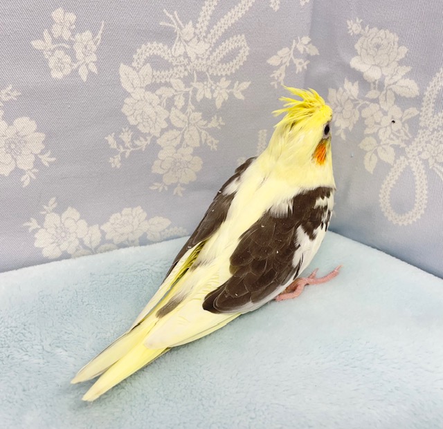オカメインコ
