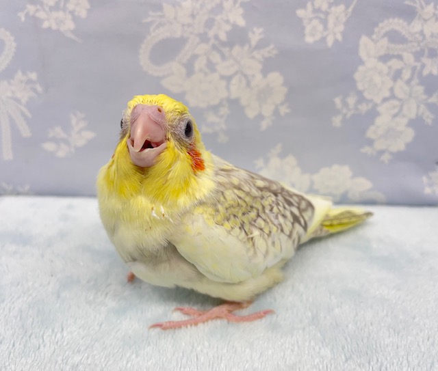 オカメインコ