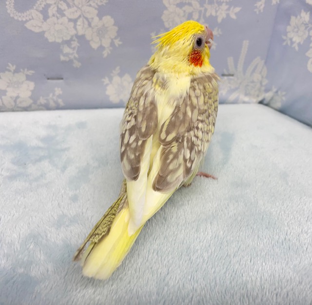 オカメインコ