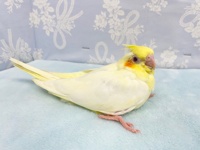 やっぱり黄色💛オカメインコ(ルチノー) 2022年4月生まれ オカメインコ