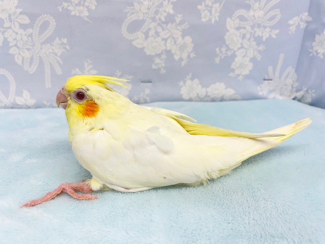やっぱり黄色💛オカメインコ(ルチノー) 2022年4月生まれ オカメインコ