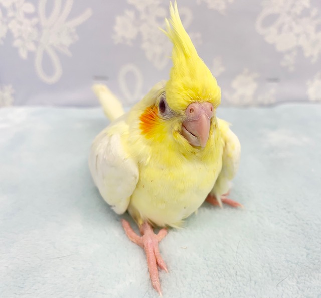 やっぱり黄色💛オカメインコ(ルチノー) 2022年4月生まれ オカメインコ