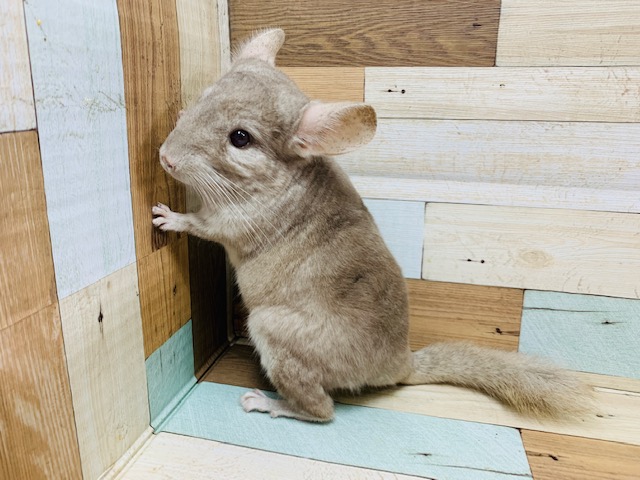 チンチラ