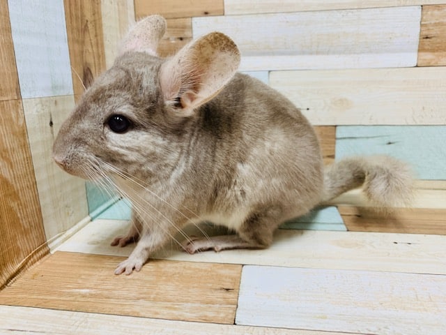 チンチラ