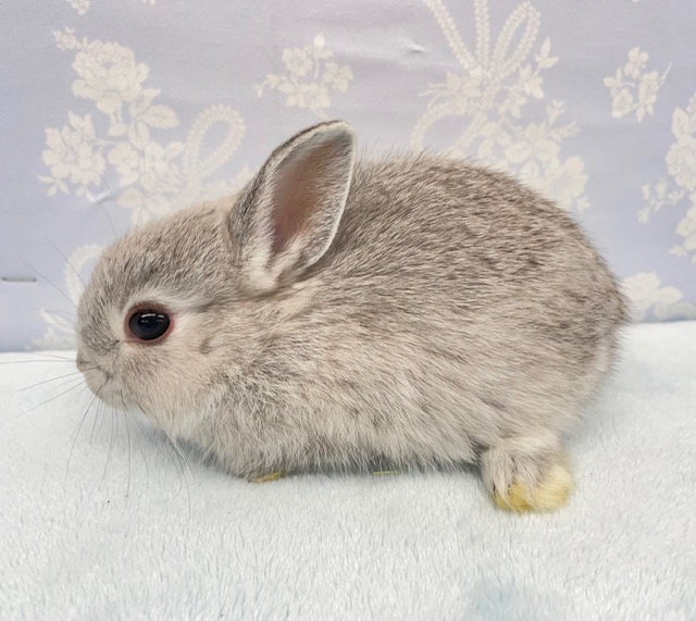 ドワーフラビット