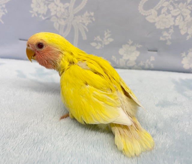 コザクラインコ（小桜インコ）