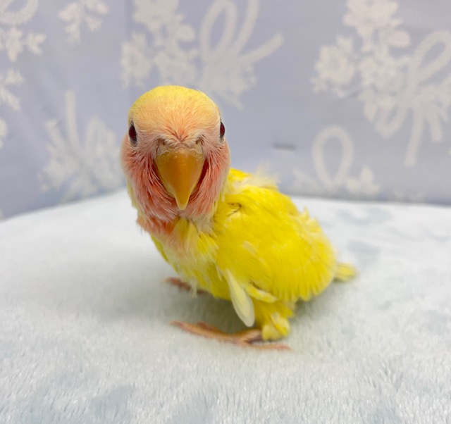 コザクラインコ（小桜インコ）