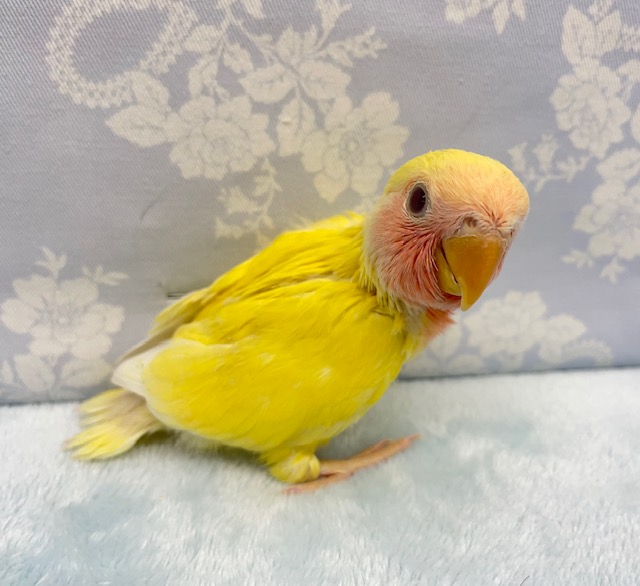 コザクラインコ（小桜インコ）