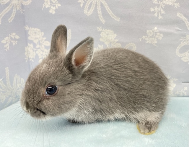 ネザーランドドワーフ