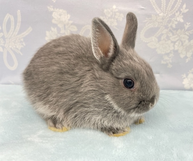 ネザーランドドワーフ