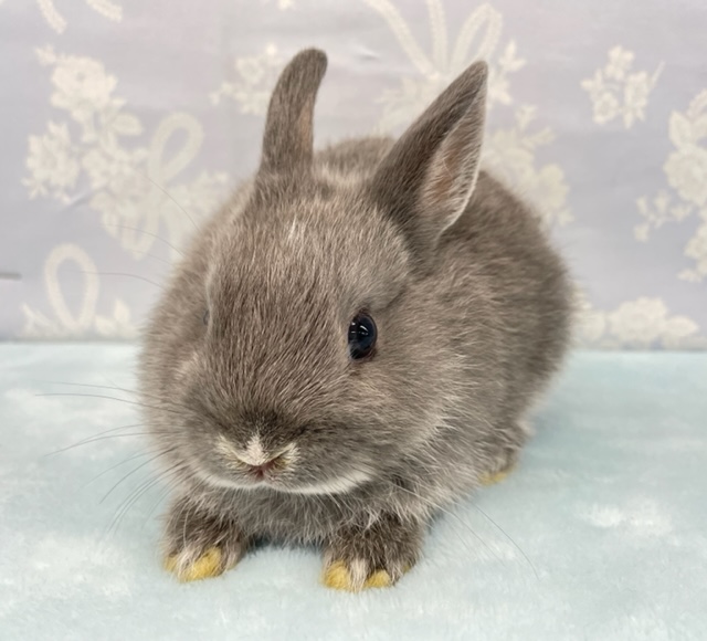 ネザーランドドワーフ