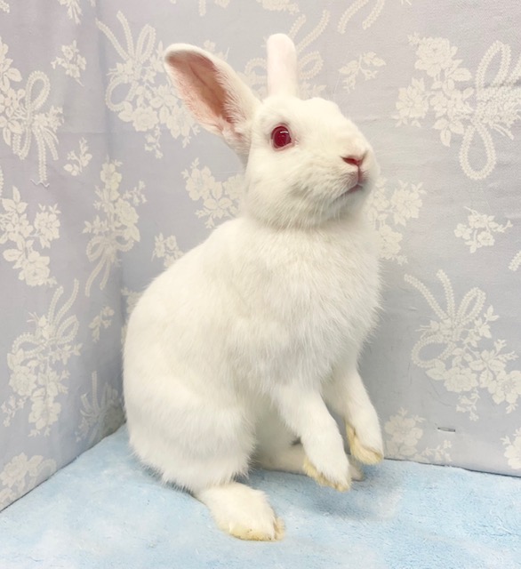 ネザーランドドワーフ