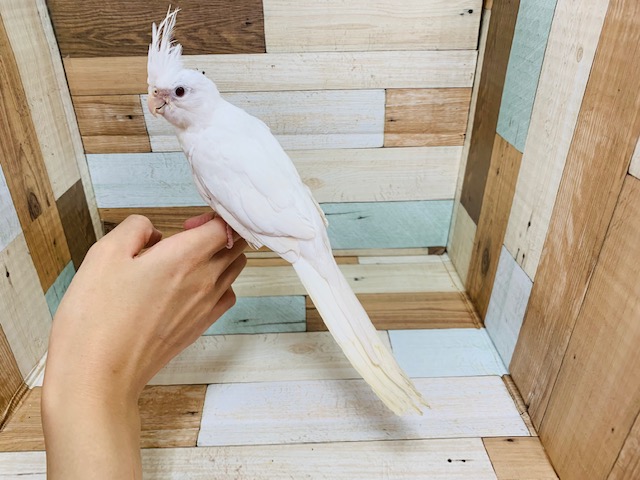 オカメインコ