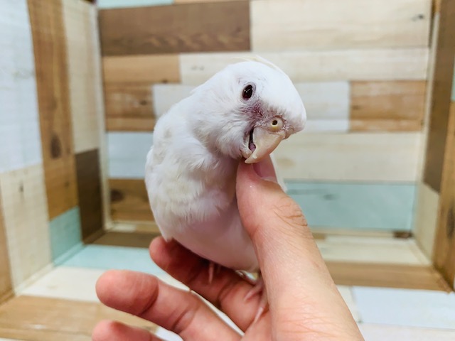 オカメインコ