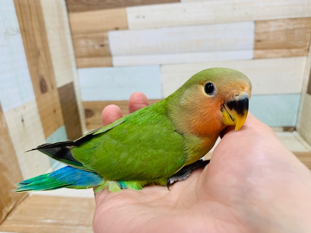 コザクラインコ（小桜インコ）