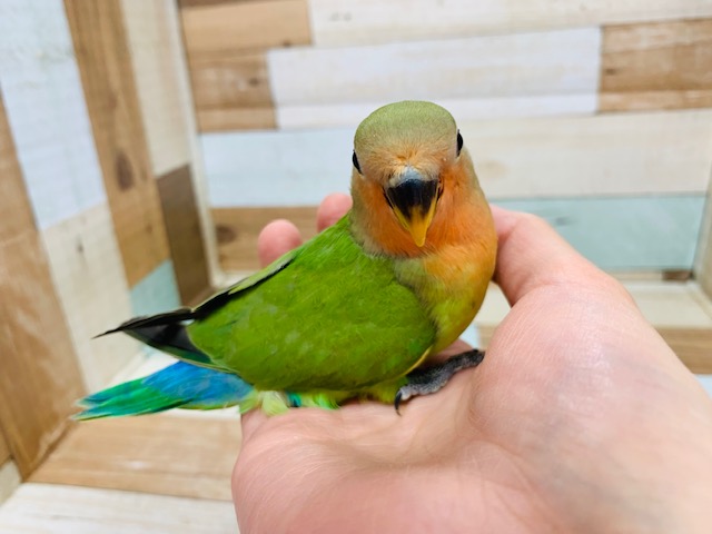 コザクラインコ（小桜インコ）
