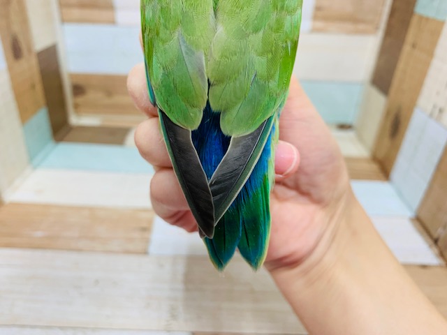コザクラインコ（小桜インコ）