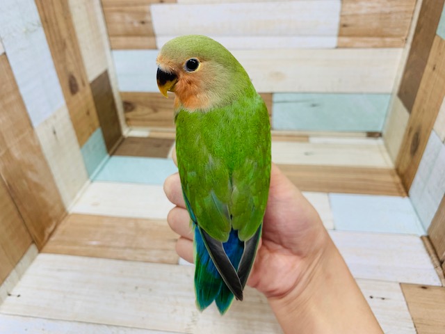 コザクラインコ（小桜インコ）