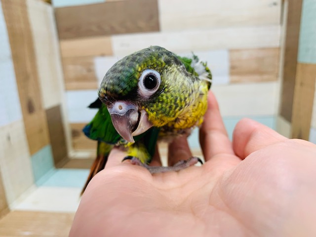 ワキコガネウロコインコ