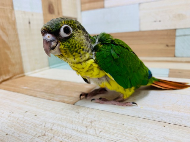ワキコガネウロコインコ