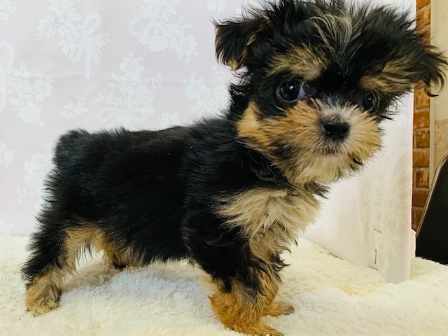 チワマル（マルチワ）